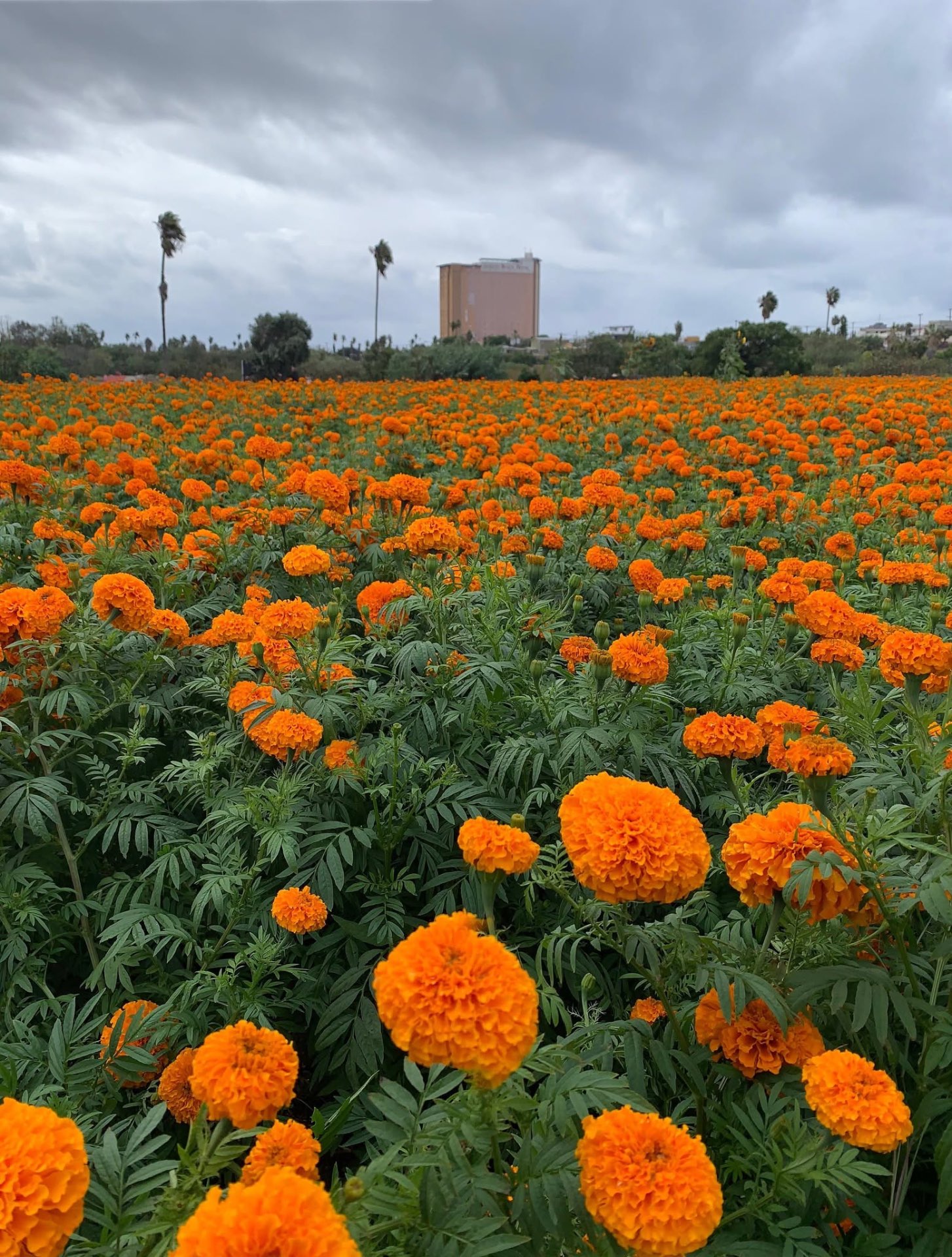 Campo de cempasúchil en Rancho Haroz, Cañón de Rosarito